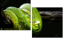 52158652