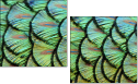 53512479
