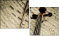 54506799