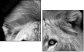 55206469