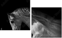 55501476