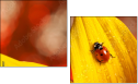 55820987