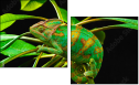 57907029