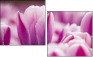 59655482