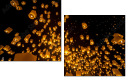 64122199