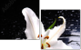 64347544