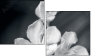 64479255