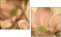 65771321