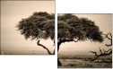 67091095