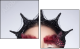 68880245