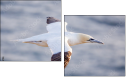 68956186