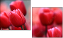 76096373