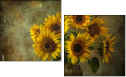 904593686