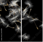 30521892