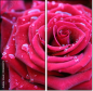 30650072
