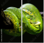 52158652