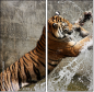 58756900