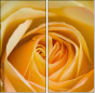 64954045