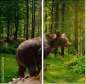 68271781