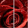 75798905