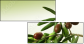 11107716