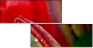 15487800