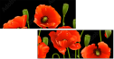 21203923