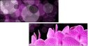 23152561