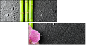 26606581