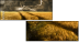 27477176