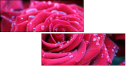 30650072