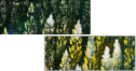 32753378