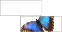 36681830