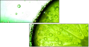 37462259