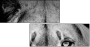 39012933