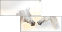 39379911