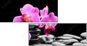 40752844