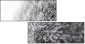 41365560