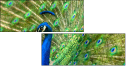 43782837