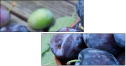 43823181
