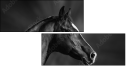 46196337
