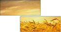 46459823