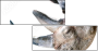 49240267