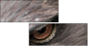 49245808