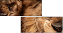 49550663