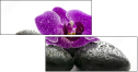 49566180
