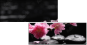 49632305