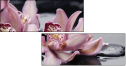 49633932