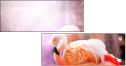 50330504