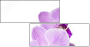 50610337